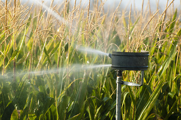 Image showing Watering the corn plantation