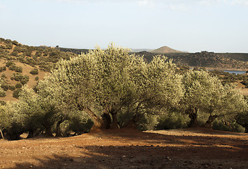 Image showing Olive trees at sunset 