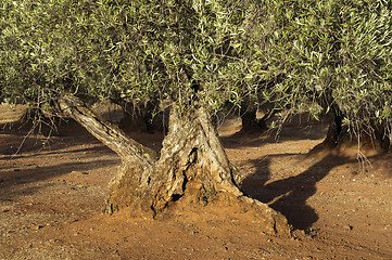 Image showing Olive trees at sunset 