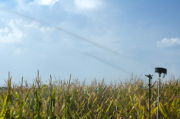 Image showing Watering the corn plantation