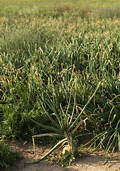 Image showing Onions plantation