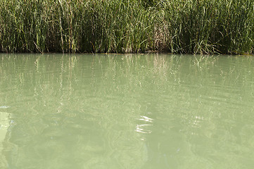 Image showing Cane in River