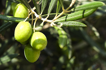 Image showing Olives on a branch