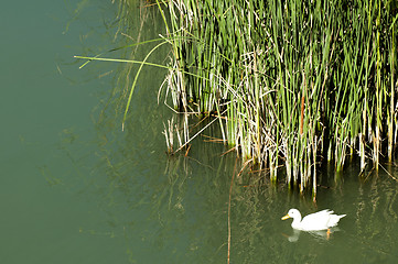 Image showing Ducks in the river and reeds