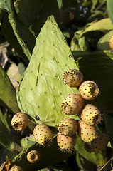 Image showing Cactus fruits