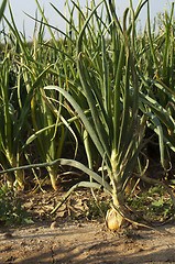 Image showing Onions plantation