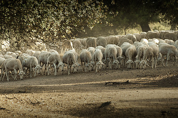 Image showing Sheep herd