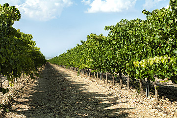 Image showing Vineyards