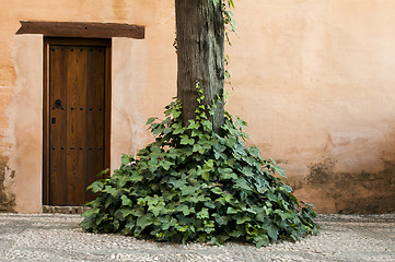 Image showing Wooden door and ivy