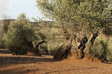 Image showing Olive trees at sunset 