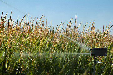 Image showing Watering the corn plantation