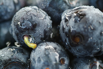 Image showing Blueberries