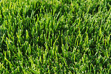 Image showing Grass