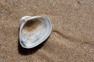 Image showing A single seashell