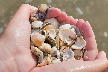 Image showing Handfull of seashells