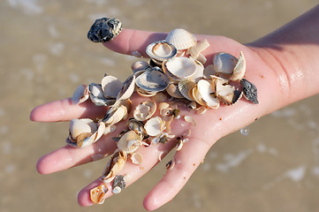 Image showing A hand of seashells