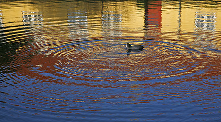 Image showing Coot