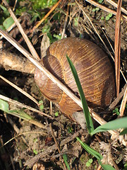 Image showing snail