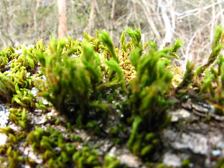 Image showing FOREST MOSS