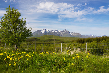 Image showing Summer on Lofoten