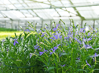 Image showing Blue flowers in a greenhouse