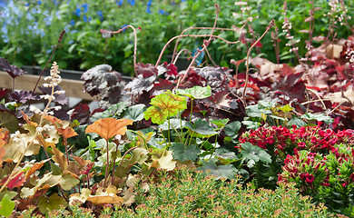 Image showing Colorful summer garden
