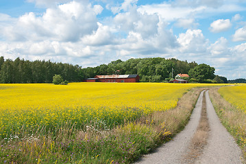 Image showing Country road in yellow meadow