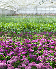 Image showing Purple flowers blooming in a greenhouse