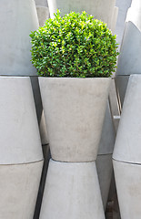 Image showing White flower pots and green plant