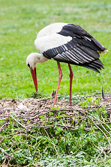 Image showing Mother stork feeding its youngs