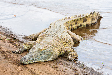 Image showing Kenian crocodiles