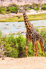 Image showing Free Giraffe in Kenya