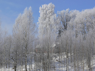 Image showing Winter scenery