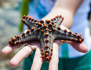 Image showing Holding a starfish