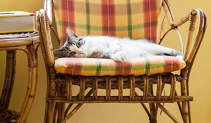 Image showing Blue eyes cat