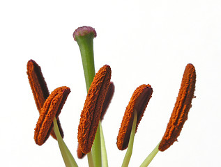 Image showing Stamens