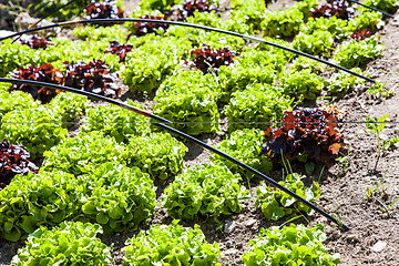 Image showing Vegetable Garden