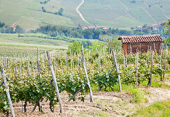 Image showing Tuscany vineyard