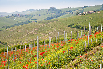 Image showing Tuscany vineyard