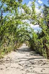 Image showing Boboli Gardens