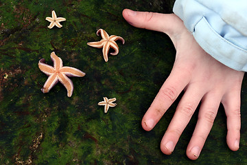 Image showing starfish