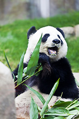 Image showing Giant panda eating bamboo