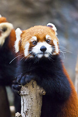 Image showing Little red panda looking