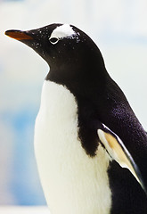 Image showing Penguin on the ice