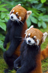 Image showing Little red panda, endangered species