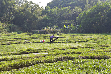 Image showing Farmer working at farmland
