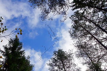 Image showing Flight of cranes