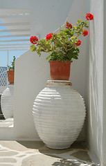 Image showing geraniums