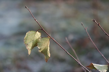 Image showing Autumn