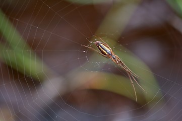 Image showing Spider in its web